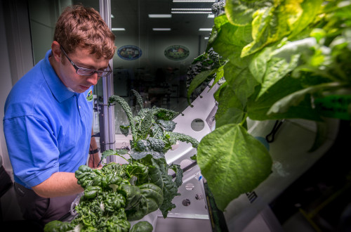 Harga Pengiriman Makanan di Luar Angkasa seperti Sayuran untuk bahan eksperimen astronot