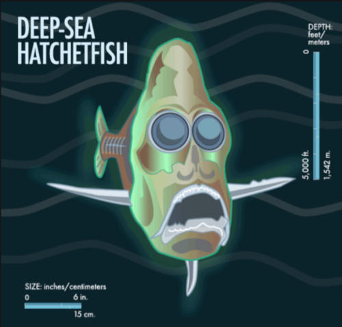hatchet fish