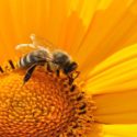 Sengatan Lebah Menurut Percobaan Sains