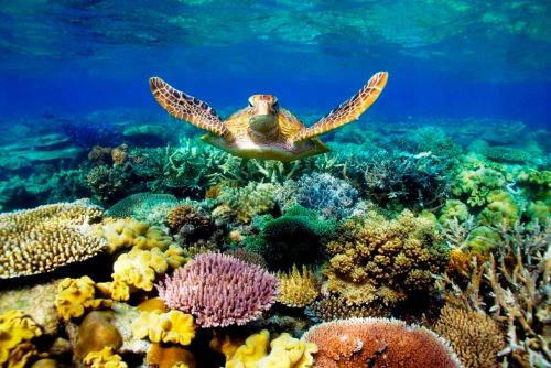 Great Barrier Reef di Australia