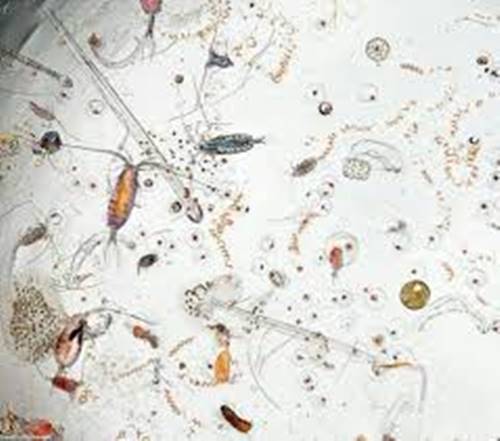 tetes air ternyata mengandung banyak partikel kecil di bawah mikroskop