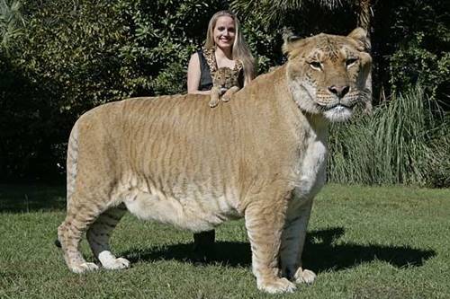 Inilah sosok liger hewan hibrida hasil persilangan Singa dan Harimau