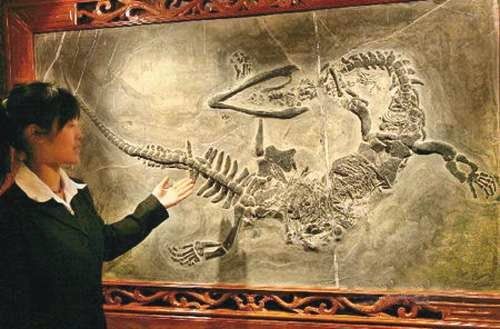 Fosil di Museum China