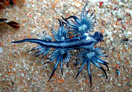 siput laut biru ini mirip seperti Alien
