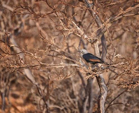 Burung jalak Socotra