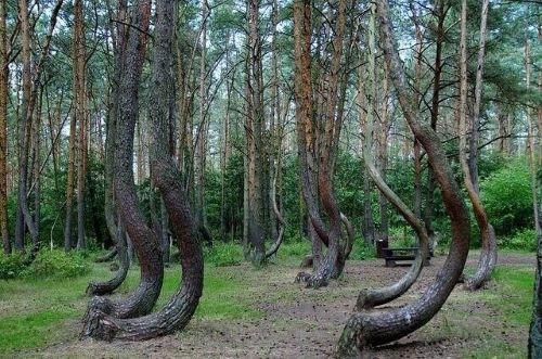 “Crooked Forest”, Poland - Anti Gravitasi