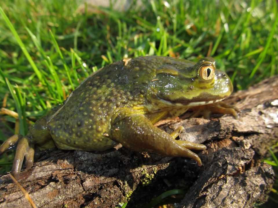 Chilean Giant Frog