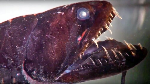 6 Makhluk Unik Penghuni Laut Dalam : Dragon fish