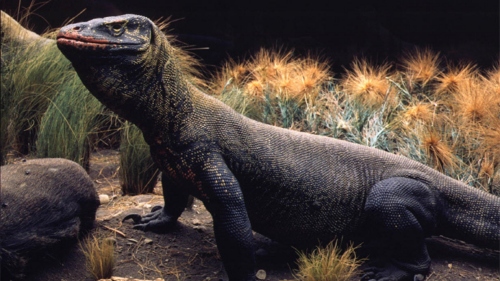 Komodo di Museum Sejarah Alam Amerika