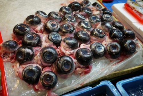 Bola mata Ikan Tuna - Makanan Teraneh di Dunia