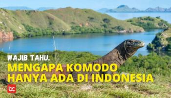 Wajib Tahu, Mengapa Komodo Hanya Ada Di Indonesia