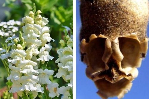 9 Bunga Aneh dan Menyeramkan yang Bikin Merinding : Bunga Antirrhinum