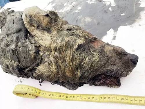 kepala serigala yang terputus dari badannya dan tertanam puluhan ribu tahun