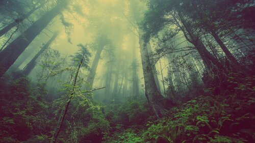 Hutan