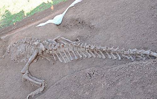 fosil dinosaurus berleher panjang di Yuan China