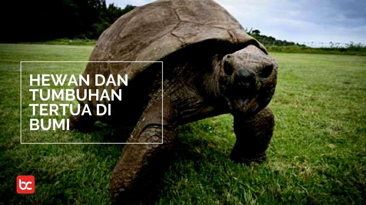 kura kura raksasa menjadi hewan tertua di Bumi 
