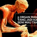 5 Organ Manusia yang Jadi Karya Seni Mau Tahu?