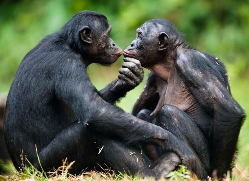 Bonobo, Hewan Yang Suka Kawin