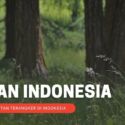 Inilah 5 Hutan Terangker Di Indonesia yang Kisahnya Tak Pernah Terpecahkan