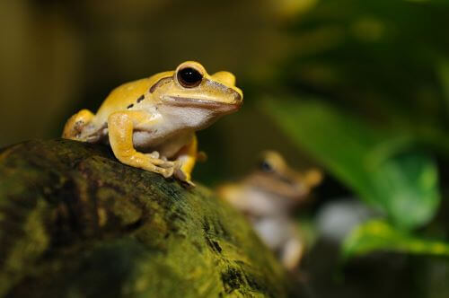 Golden Poison Dart Frog, Hewan paling Berbahaya Di Bumi