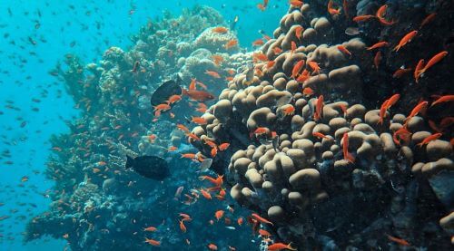 The Great Barrier Reef Australia - Tempat wisata Terindah